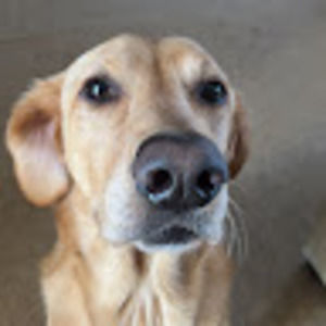 Meet your Posher, Evie